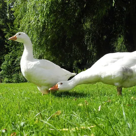 Gaestehof Cafe Im Schafstall