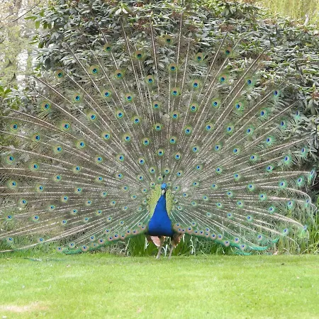 Gaestehof Cafe Im Schafstall بارسينجهاوزن